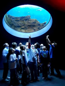 Upper Elementary Students Field Trip To Aquarium